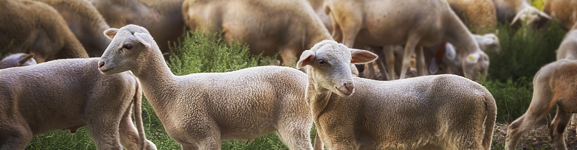 Lamb Rearing