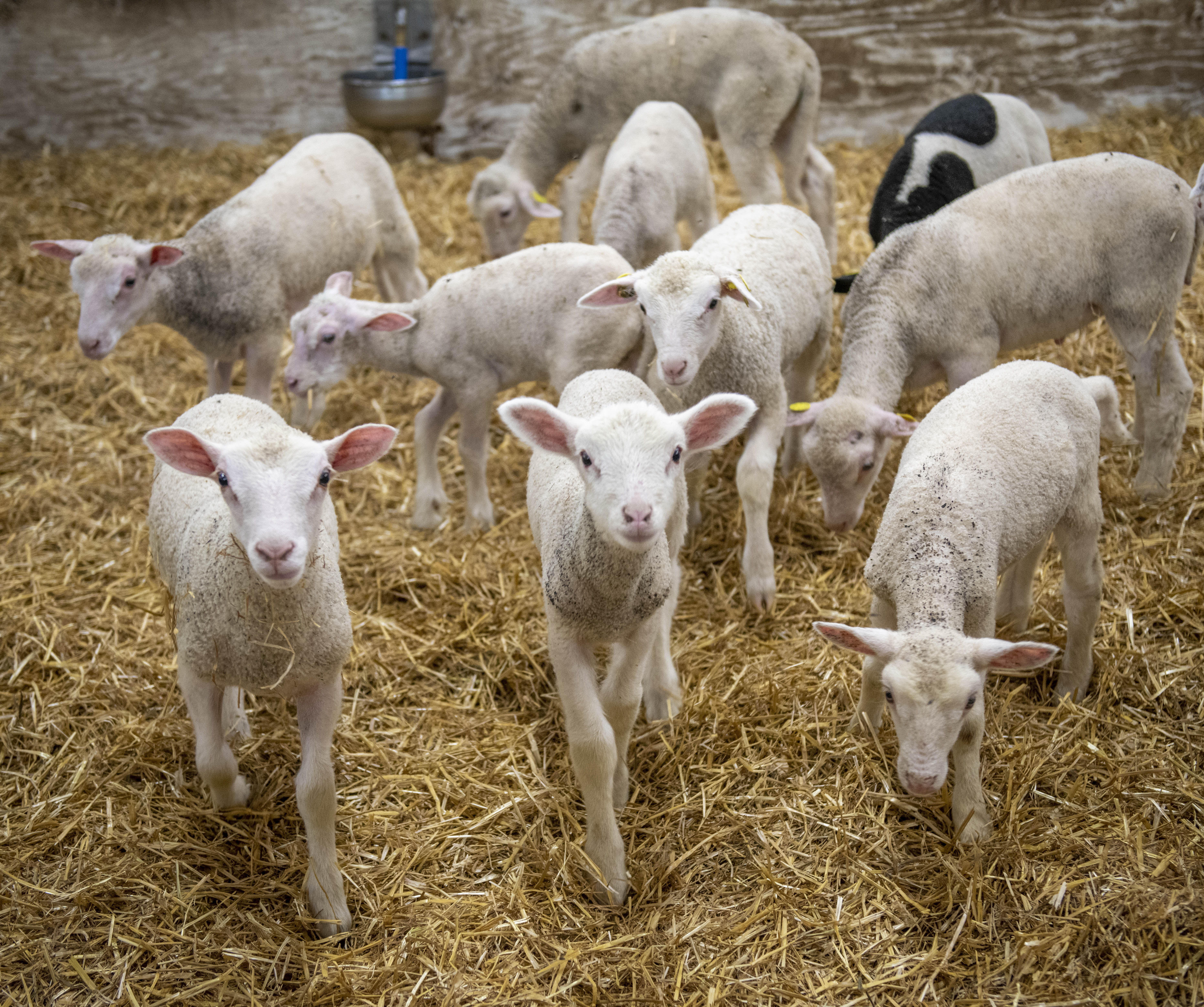 Lambs