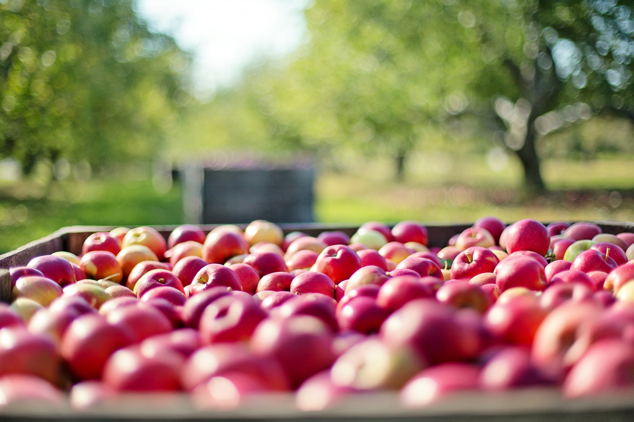 Autocueillette De Pommes